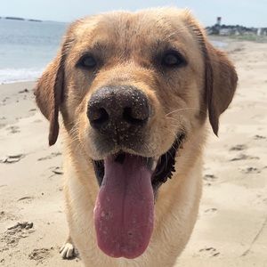 Meet your Posher, Allison